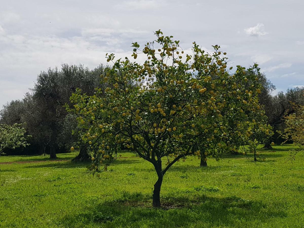 Masseria Pisciani Torchiarolo Dış mekan fotoğraf